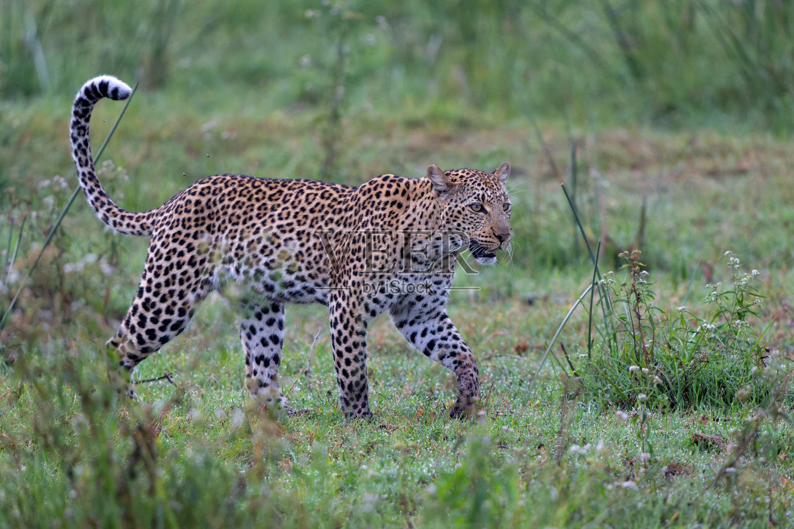 博茨瓦纳奥卡万戈三角洲的豹子照片摄影图片
