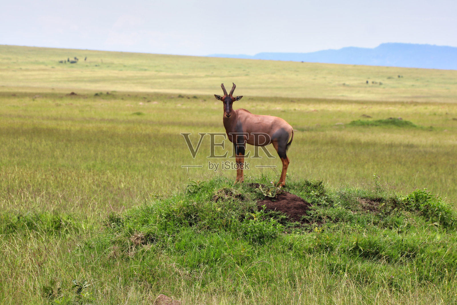 在白蚁丘上照片摄影图片