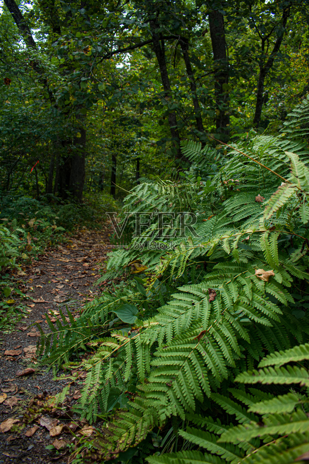 美国威斯康星森林中的蕨类植物。照片摄影图片