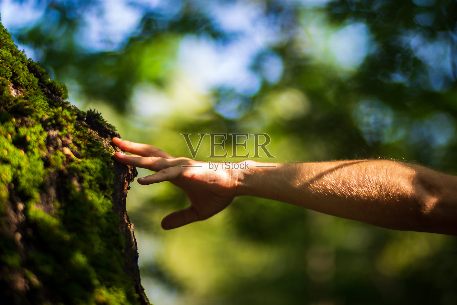 一个男人的手触摸树干特写。树皮木头。爱护环境。人类拯救世界、热爱自然的生态理念照片摄影图片