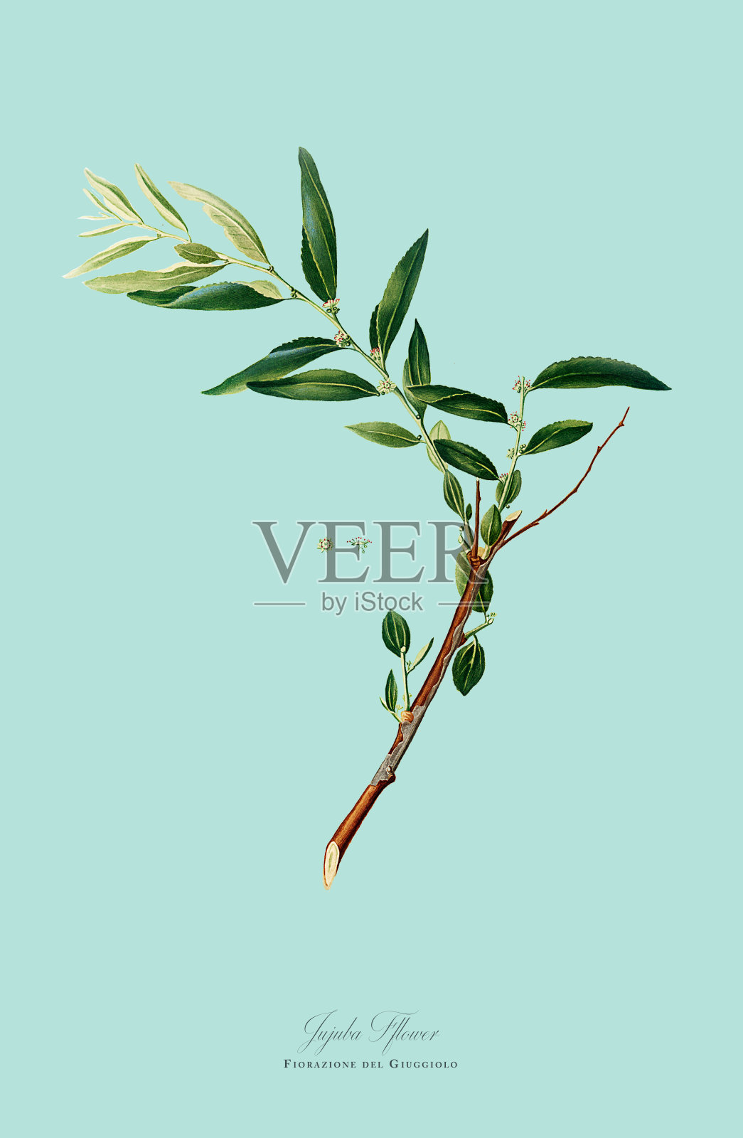 古董插图，枣，植物插图，大约1817年插画图片素材