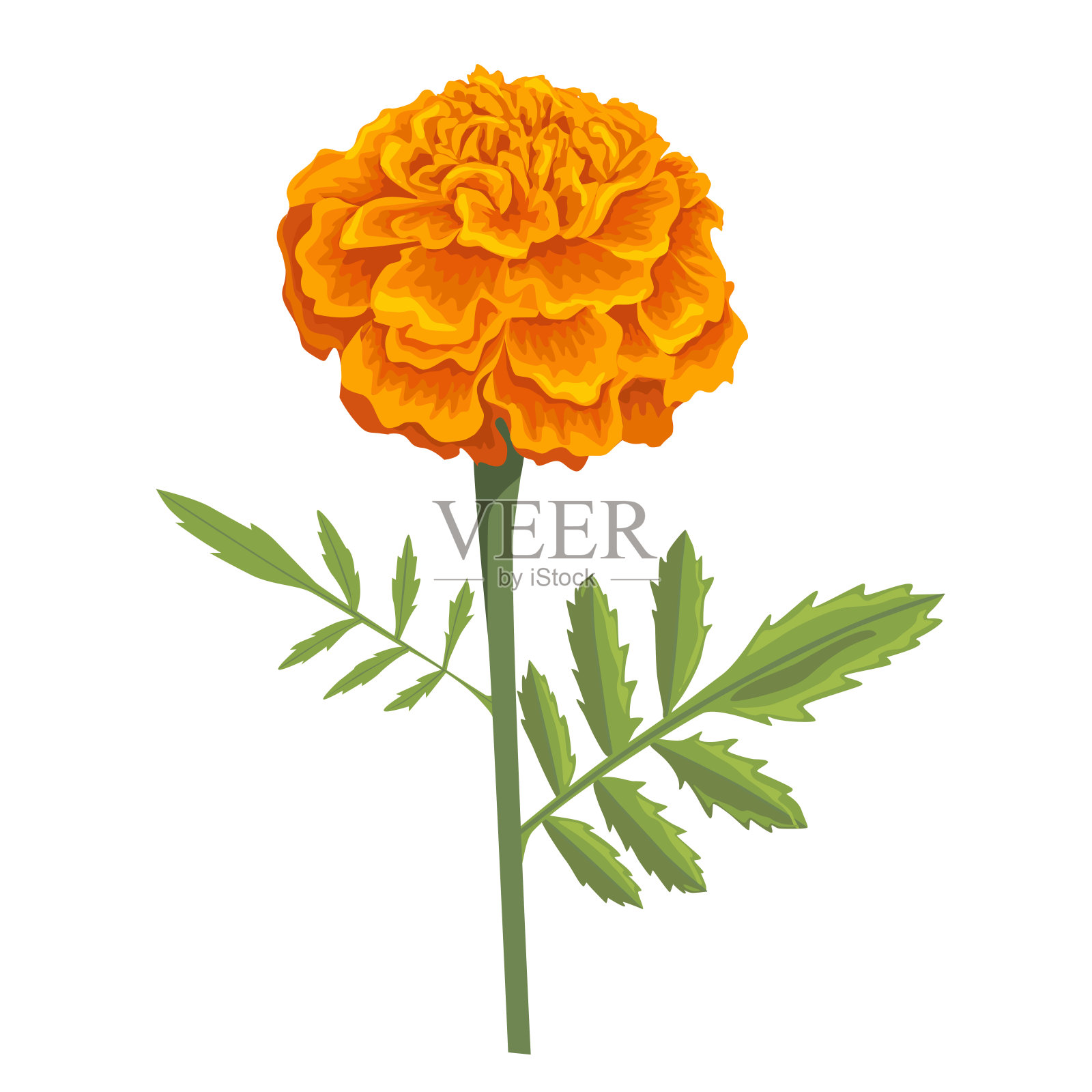 矢量橙色万寿菊花隔离在白色背景插画图片素材