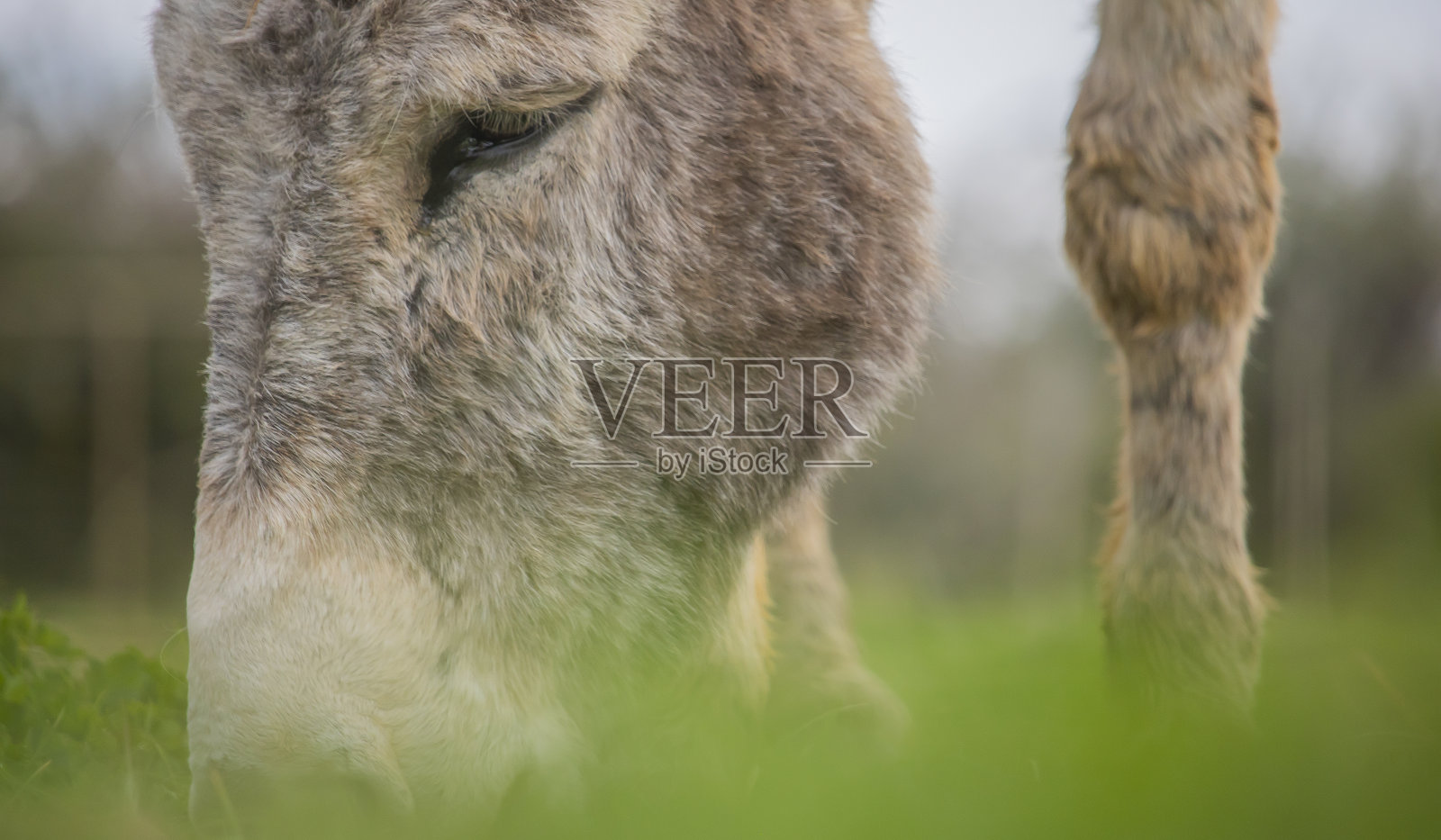 驴在农场吃草的特写。照片摄影图片