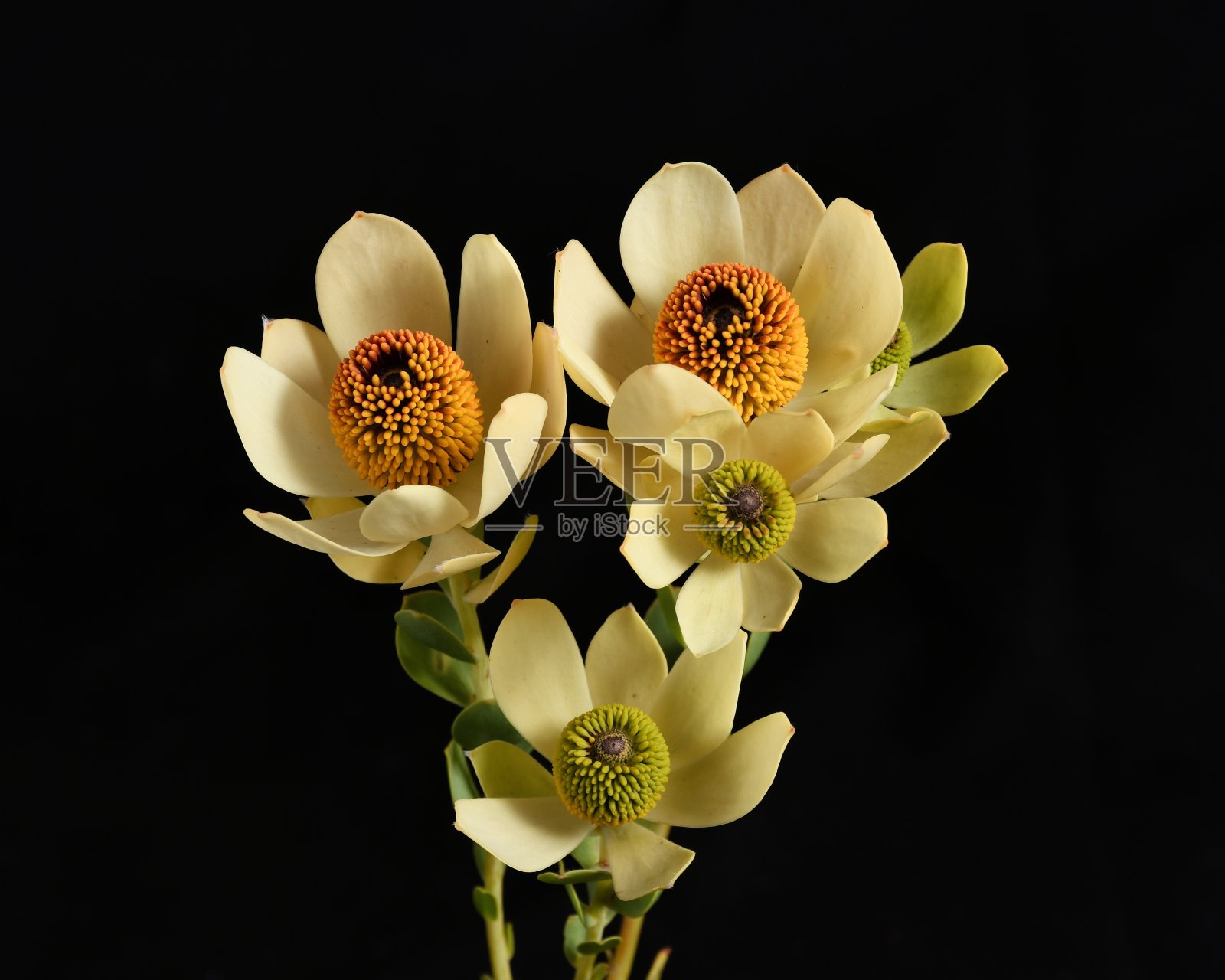 Leucadendron照片摄影图片