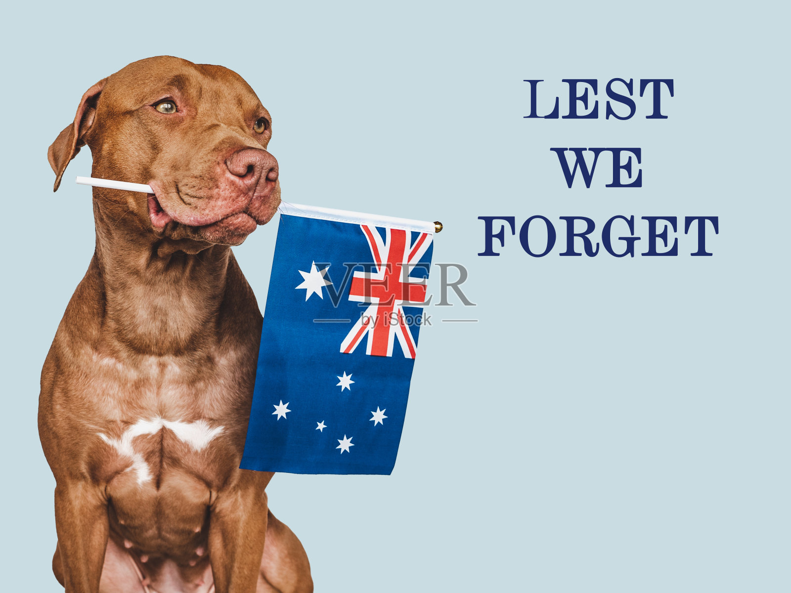 以免我们忘记。可爱的狗和澳大利亚国旗照片摄影图片
