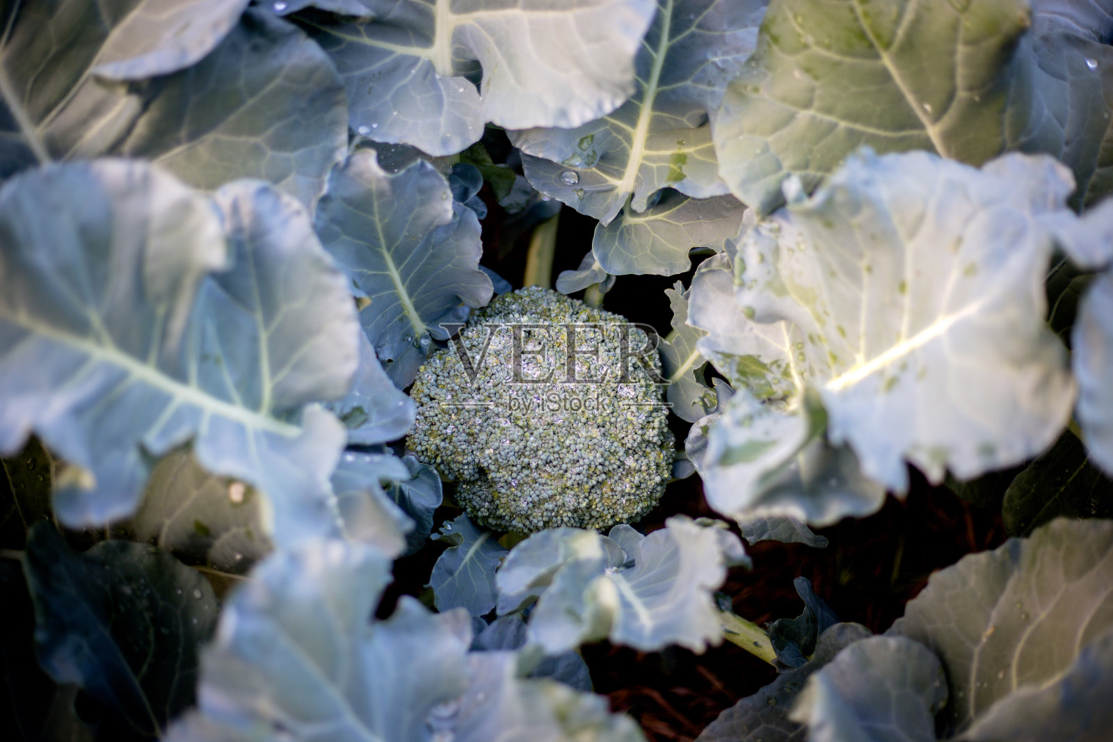 西兰花照片摄影图片