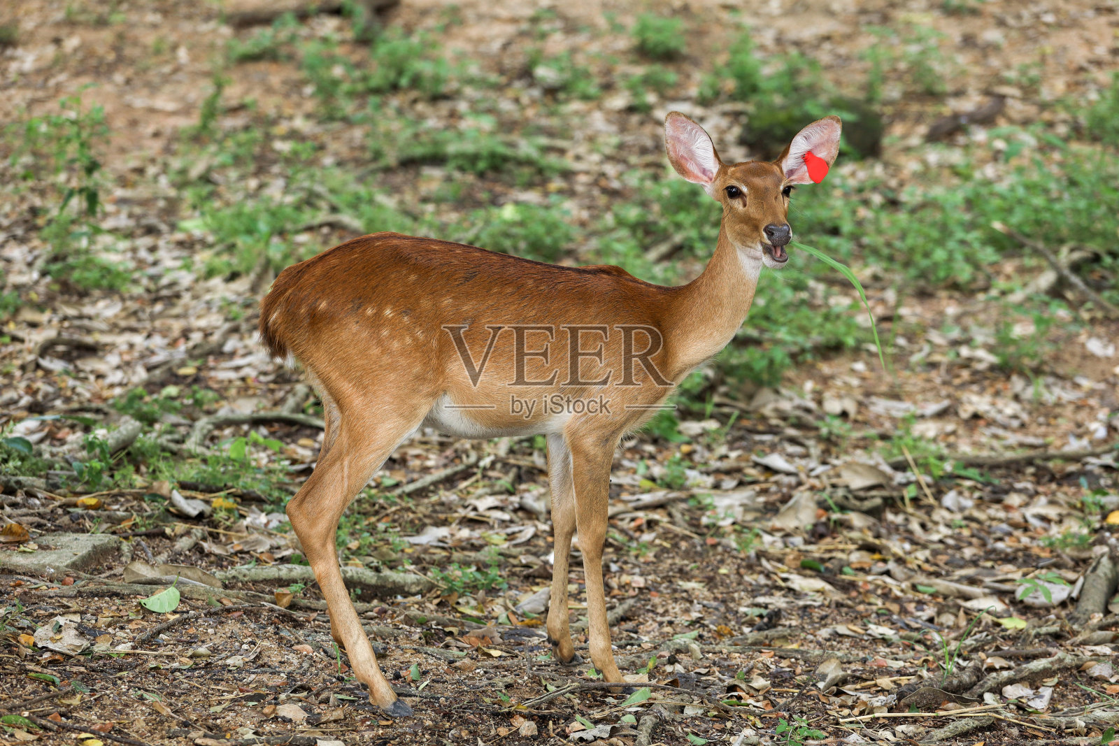 泰国花园里的雌鹿照片摄影图片