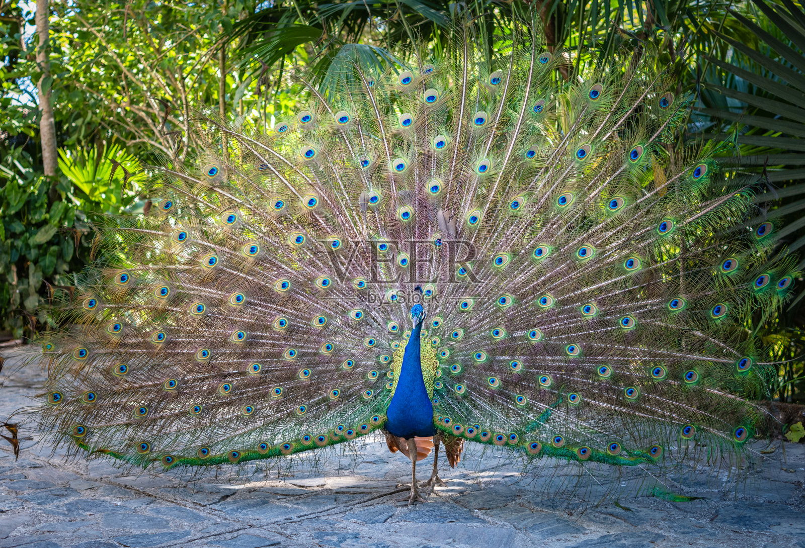 美丽的印度peacockÂ展示他的尾巴照片摄影图片