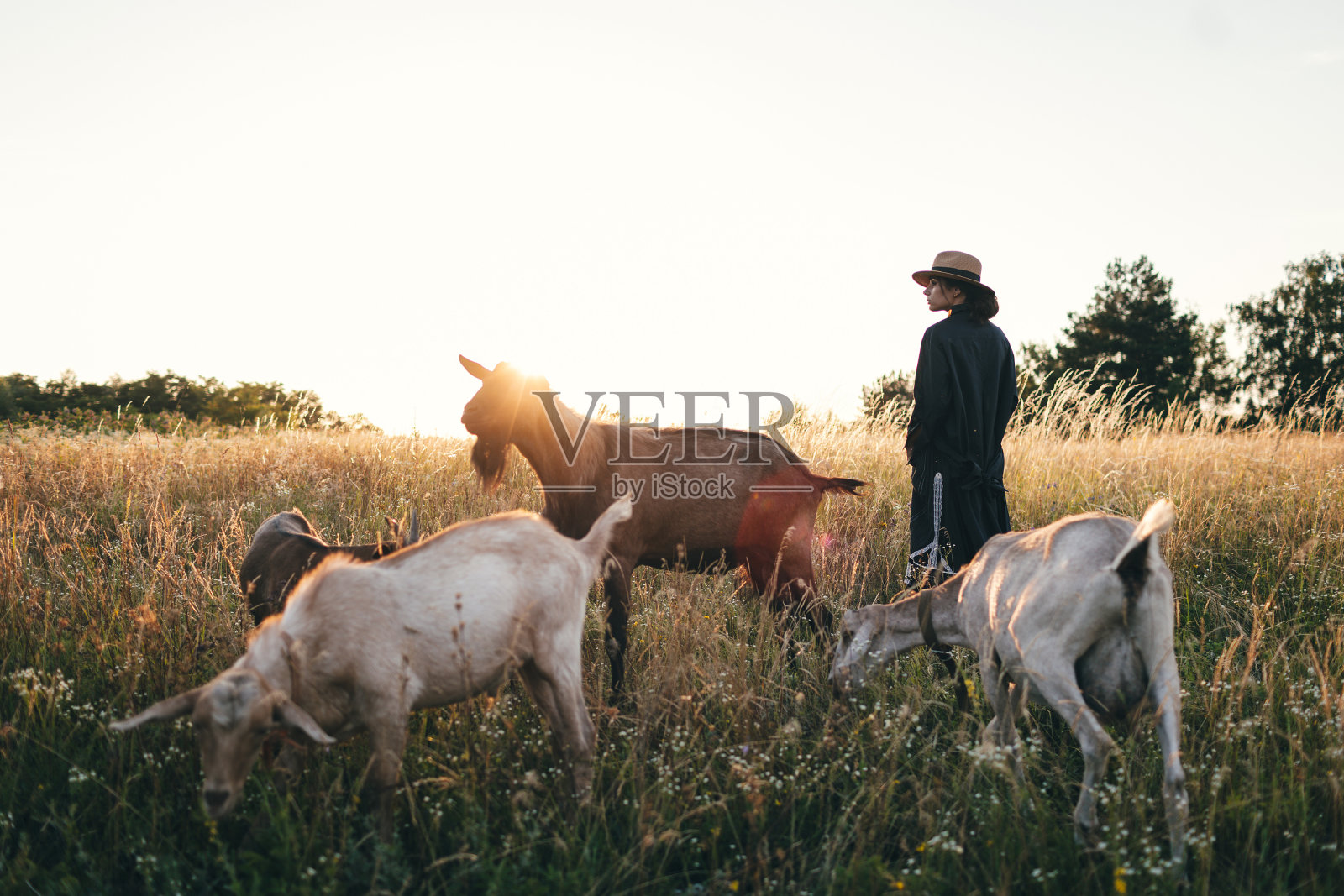 田野里的年轻女子正在吃她的白山羊。夏天草地上的女孩和山羊。对动物的爱。山羊农场。宠物。快乐的女人和动物。对动物的善良和爱。亲吻宠物。照片摄影图片