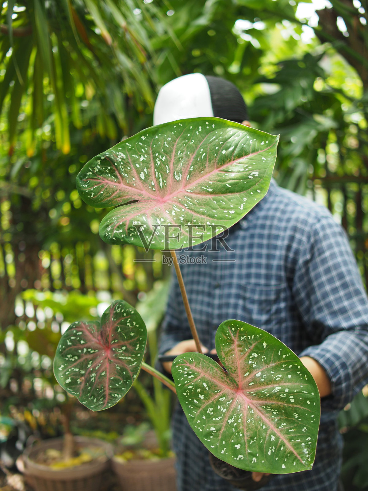 花匠和同类杂色在室内盆栽和绿色花园检查植物和筛网盆栽照片摄影图片