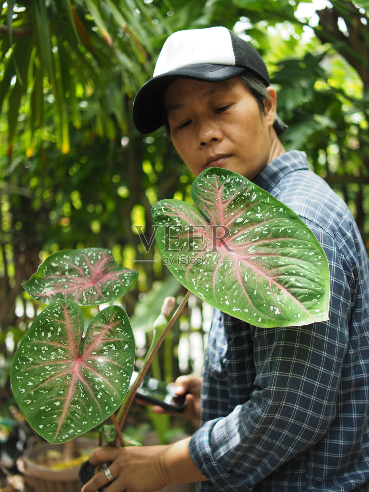 花匠和同类杂色在室内盆栽和绿色花园检查植物和筛网盆栽照片摄影图片