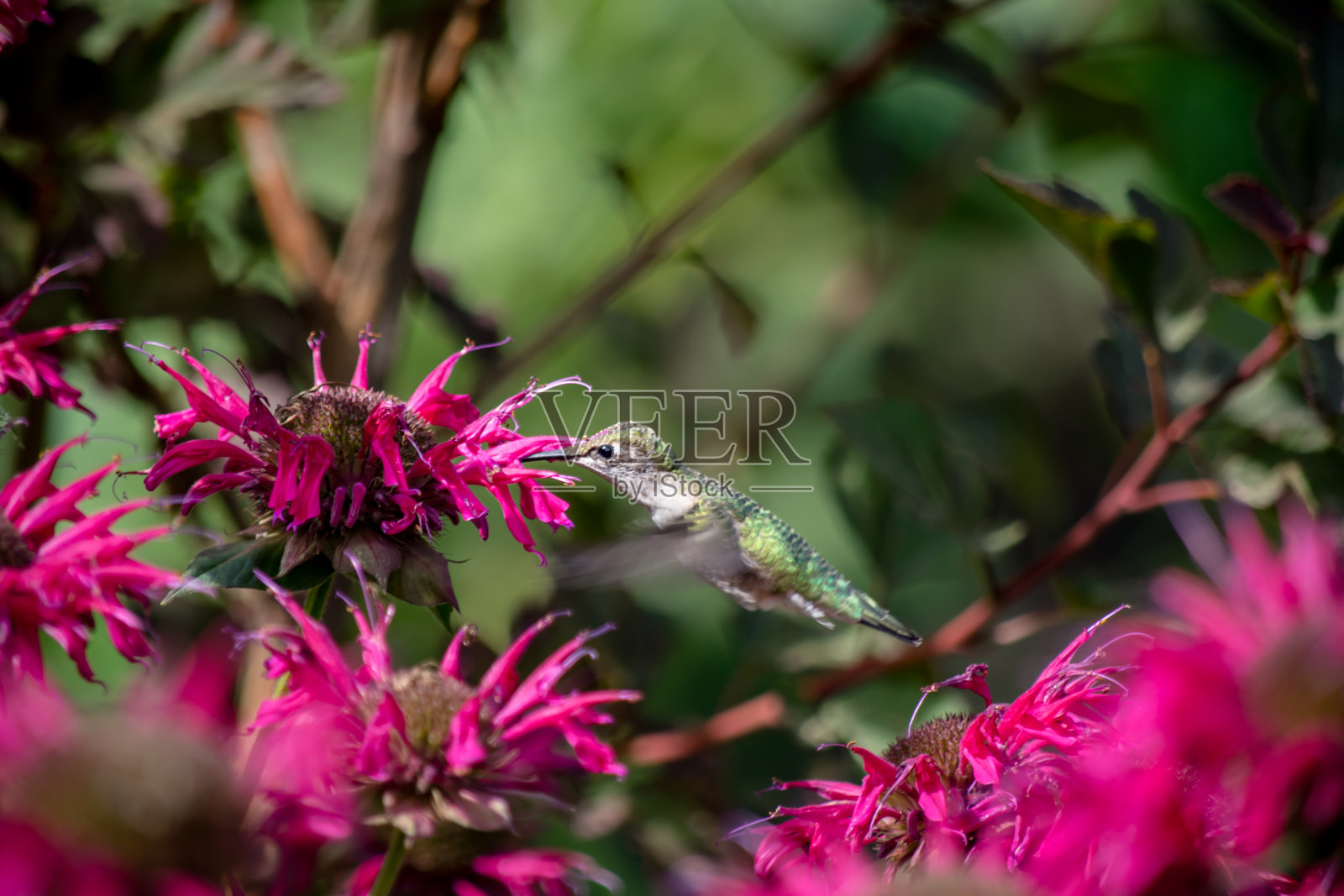 不可思议的时刻:蜂鸟在半空中觅食照片摄影图片