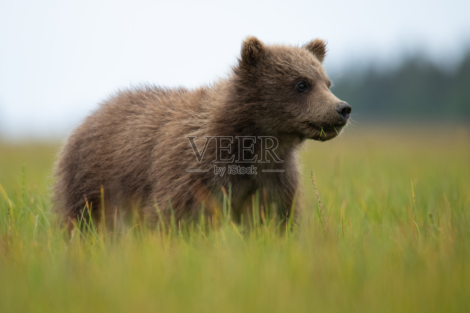 小熊在草地上守望。照片摄影图片