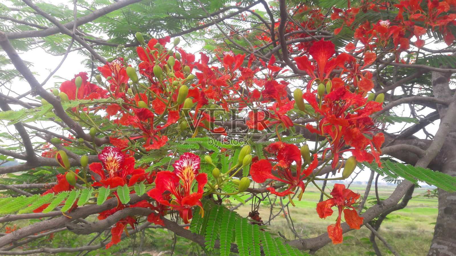 凤凰城花照片摄影图片