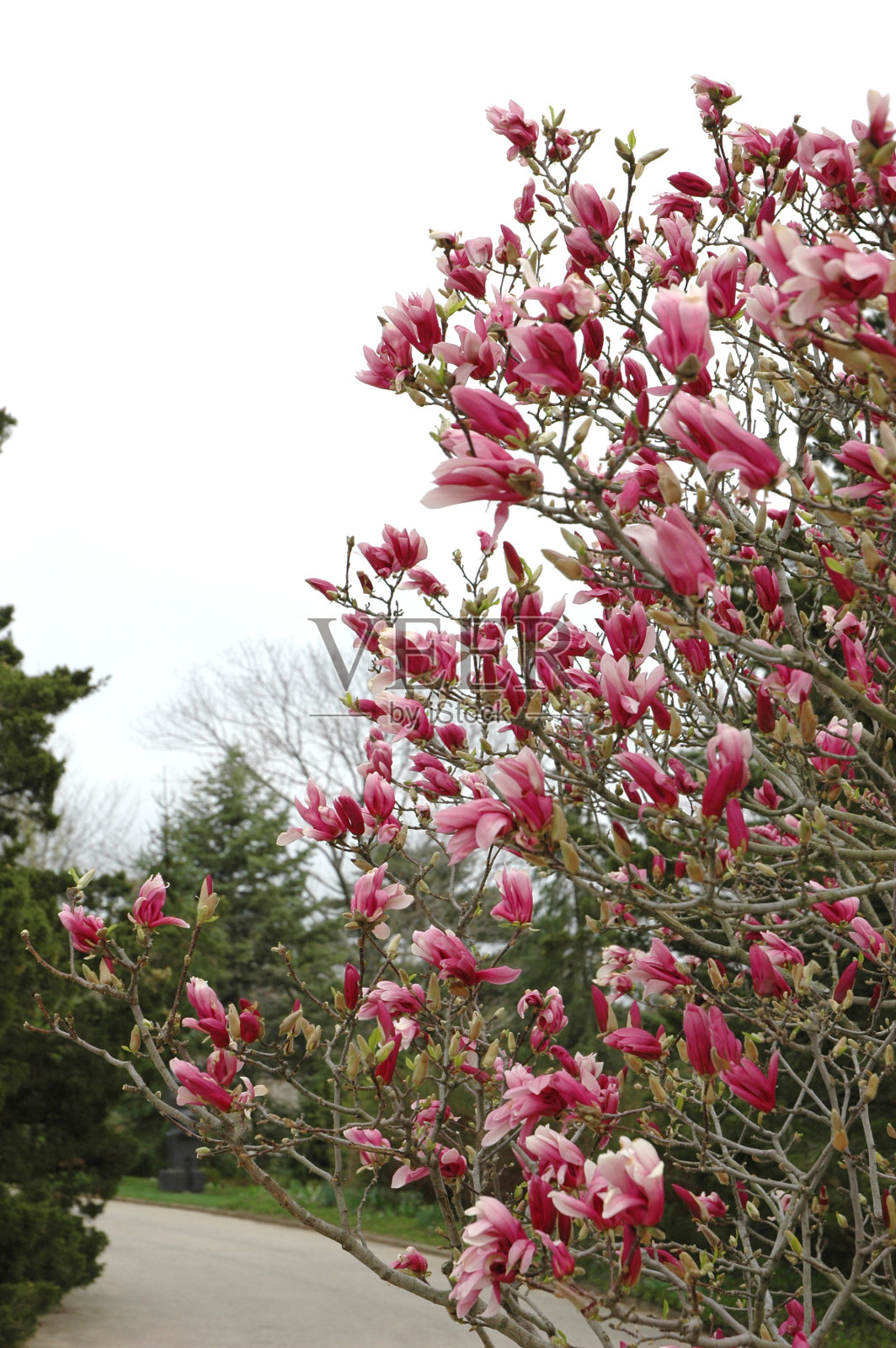 木兰树照片摄影图片