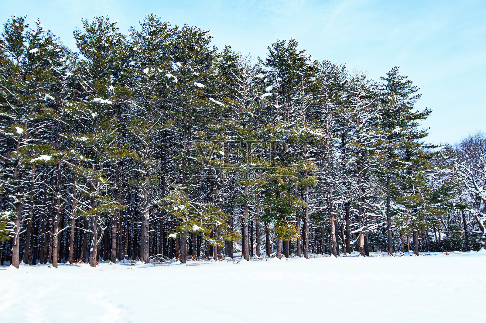 冬季森林背景照片摄影图片