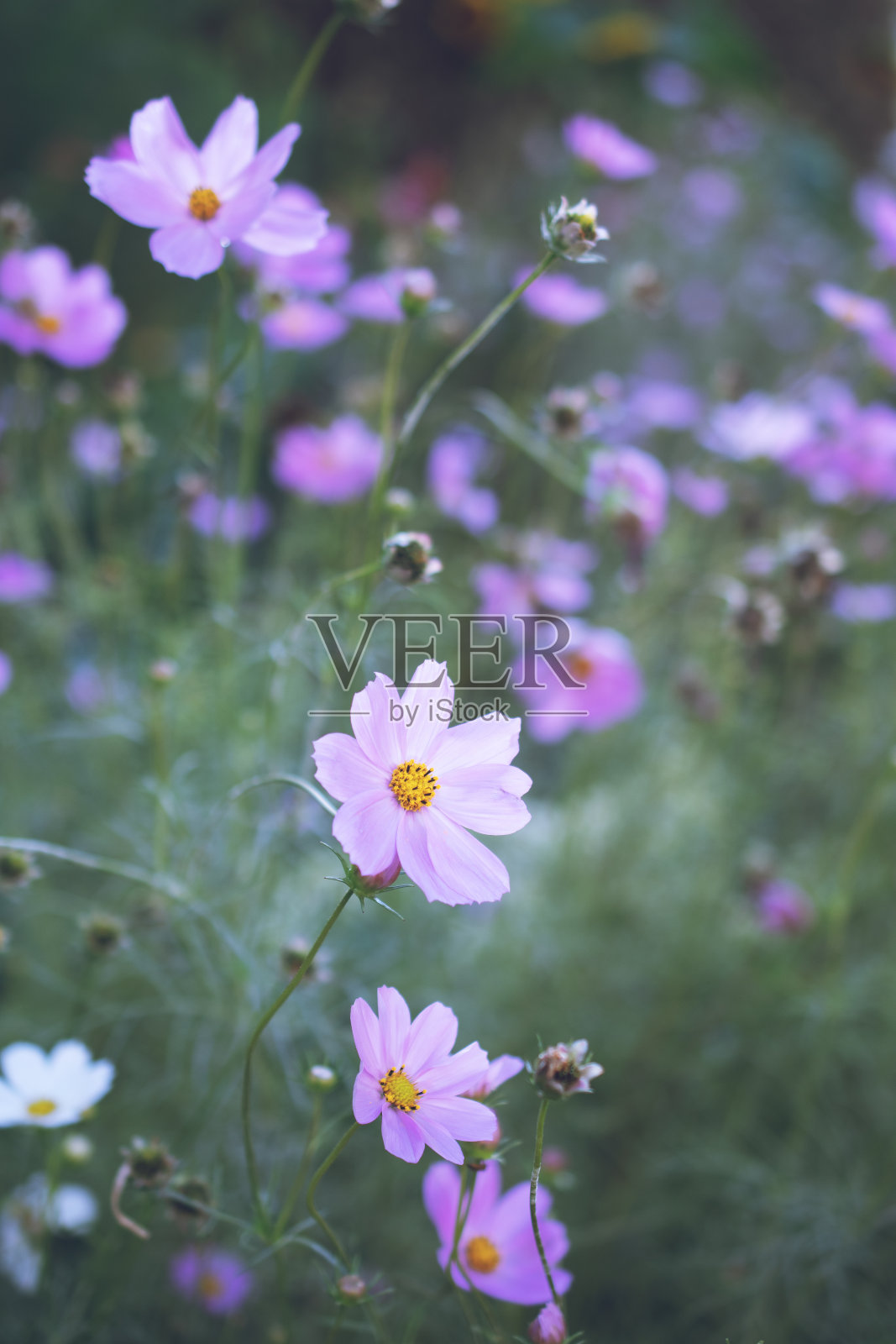 花的特写，漂亮的墙纸照片摄影图片