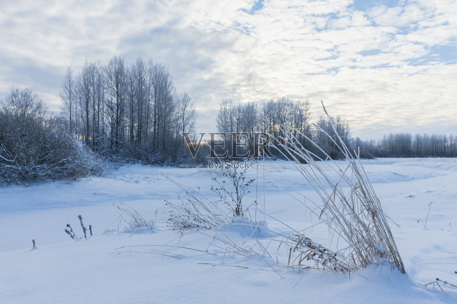 冬天的风景，在蓝色多云的天空下，有冰冻的草药、雪域和光秃秃的树木照片摄影图片