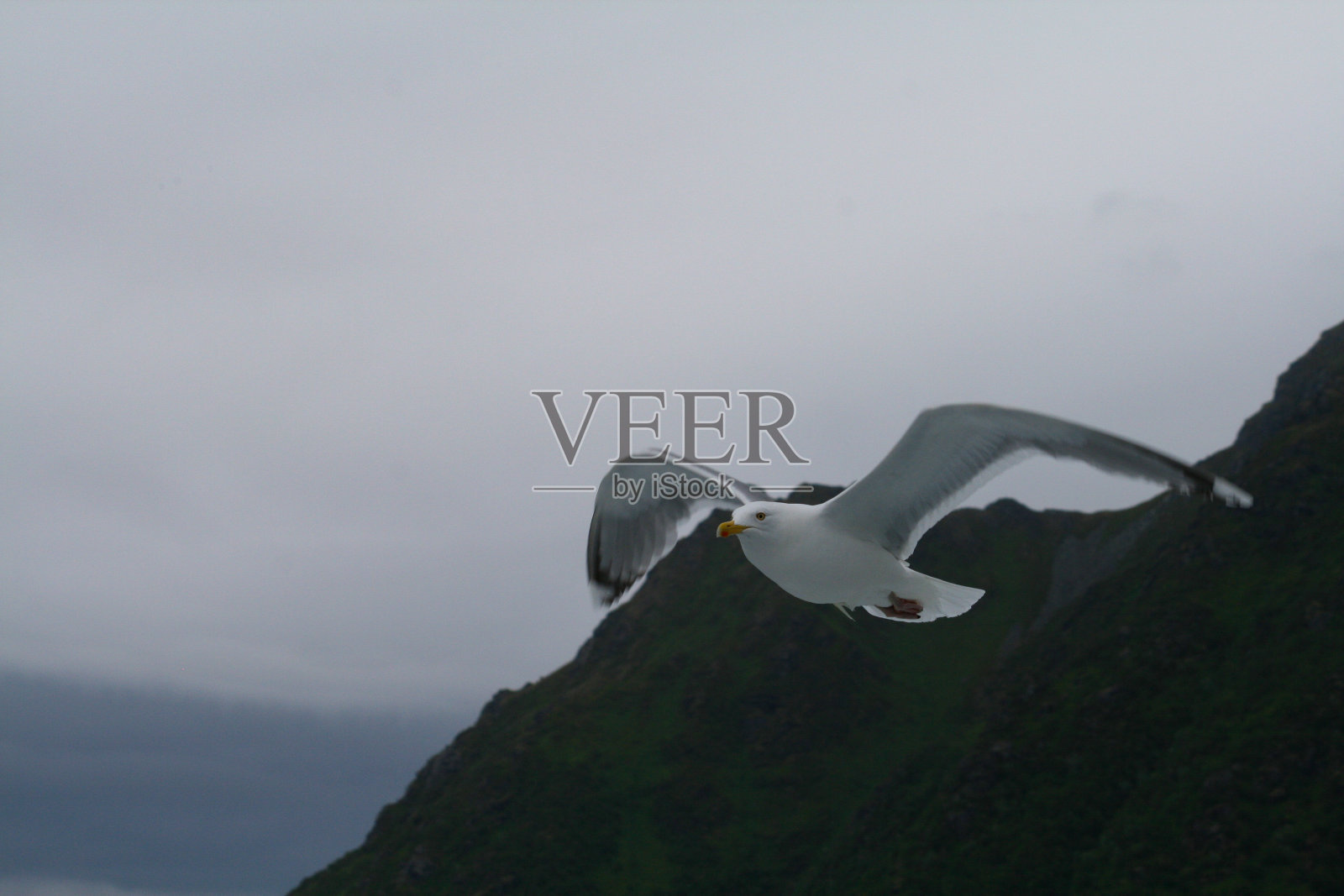 飞走了照片摄影图片