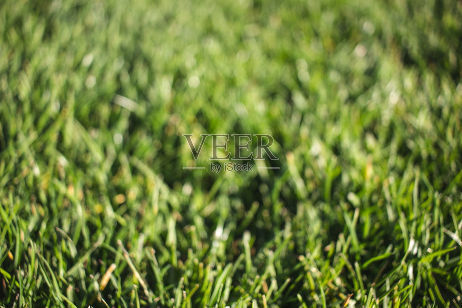 新鲜的草地背景俯视图照片摄影图片