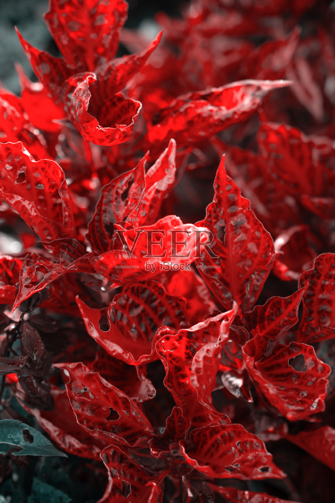 红玫瑰的特写。花的特写，漂亮的墙纸照片摄影图片