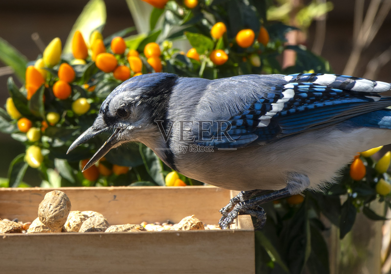 蓝冠鸦和花生的特写照片摄影图片