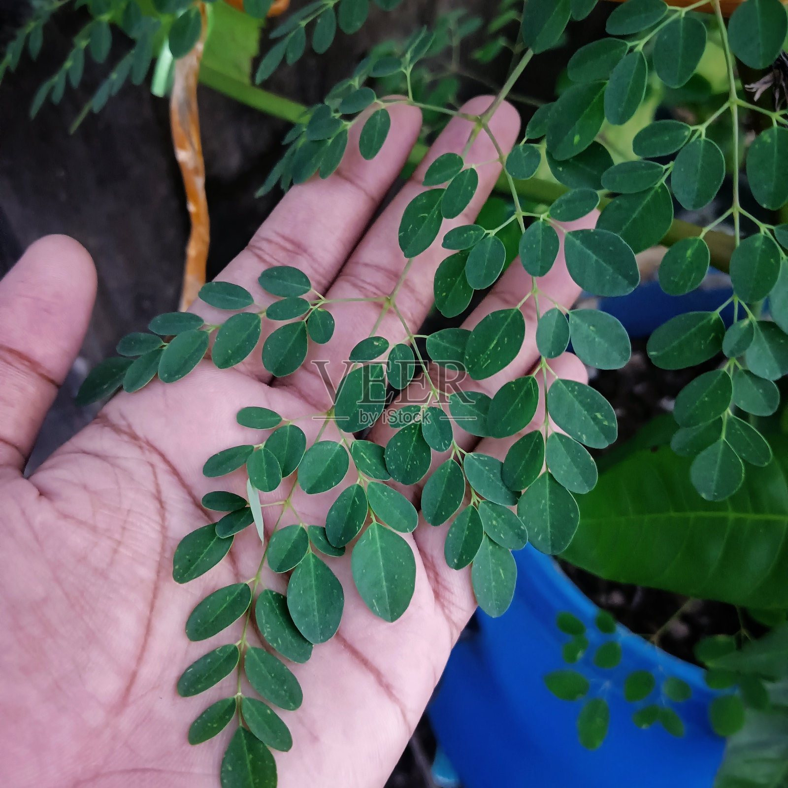 一个人手里拿着绿叶。照片摄影图片