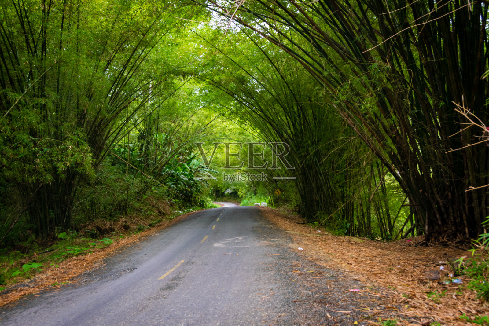 竹林中的街道照片摄影图片