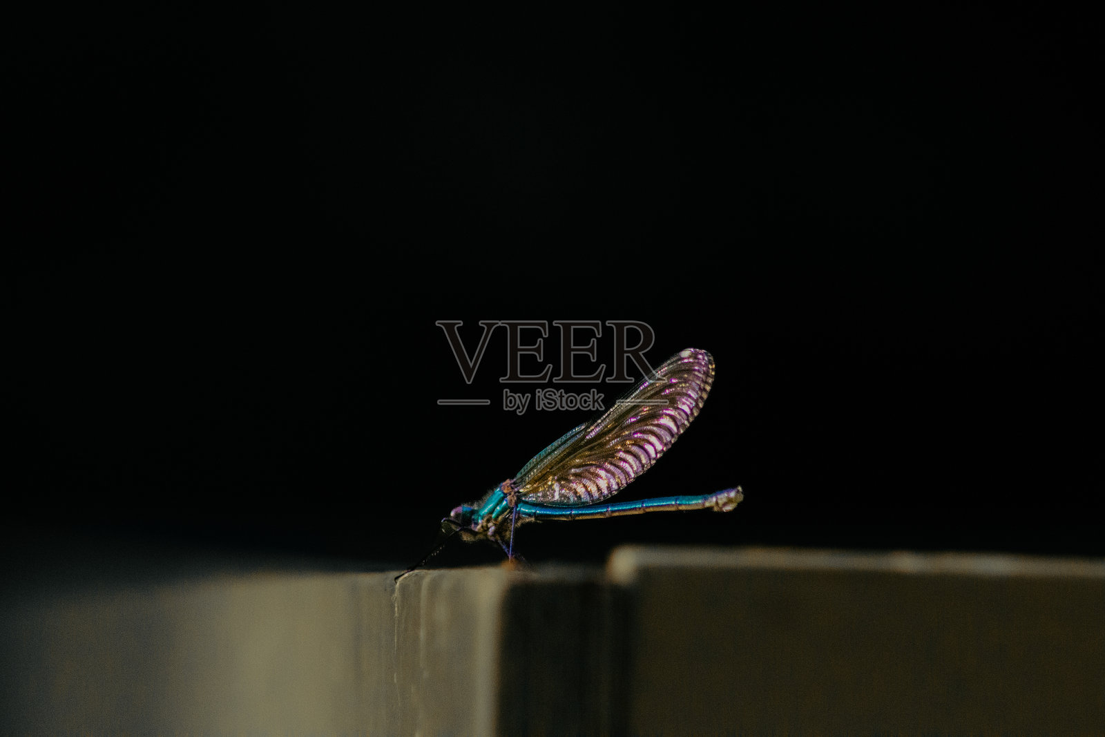 蓝色的蜻蜓照片摄影图片