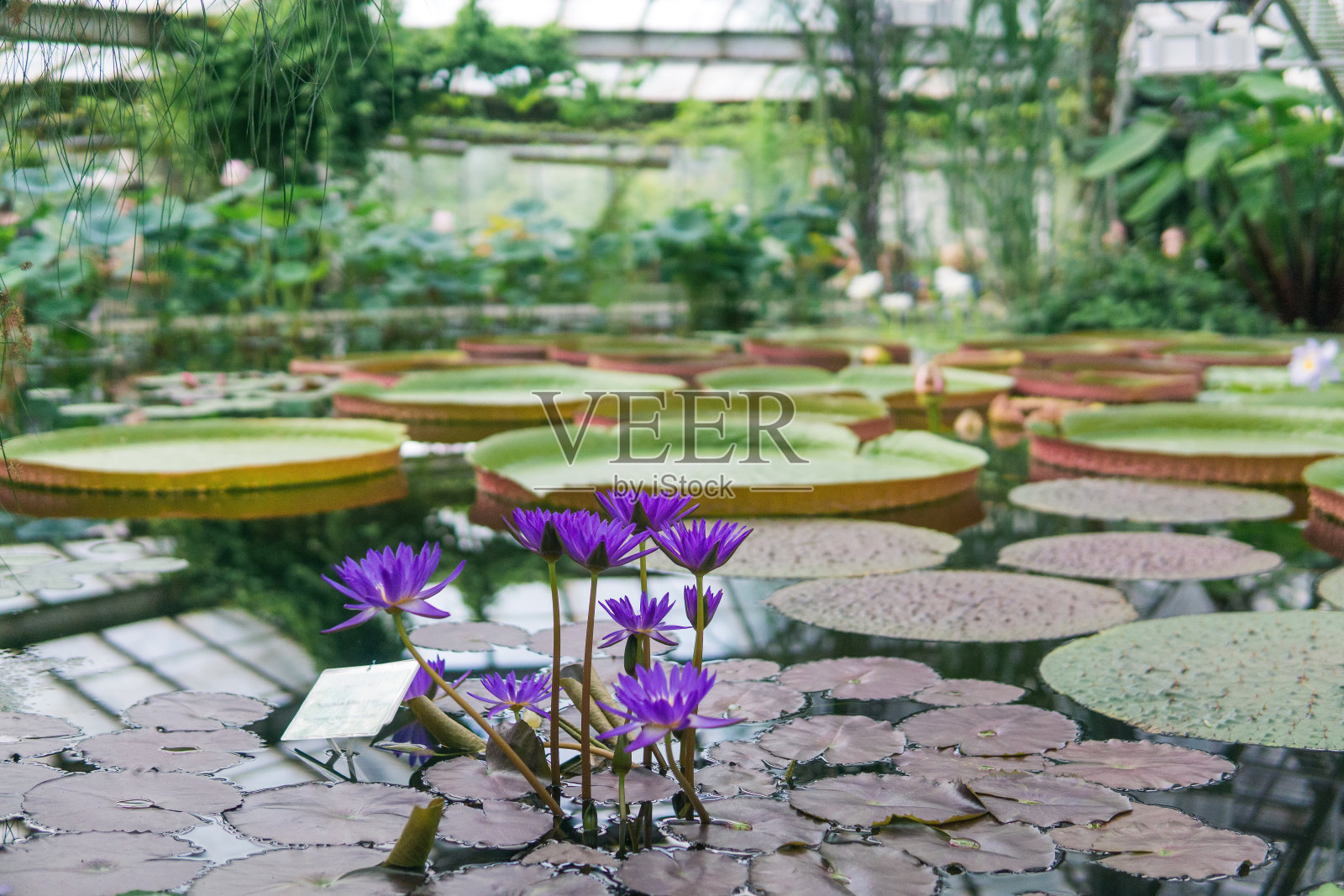 温室穹顶下的热带睡莲紫色花朵照片摄影图片