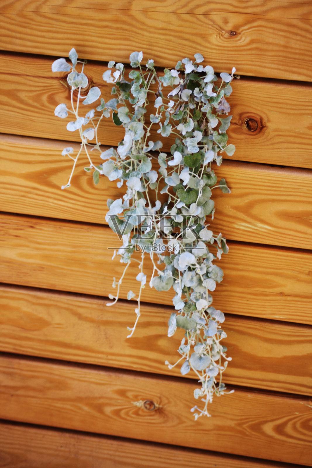 银落照片摄影图片