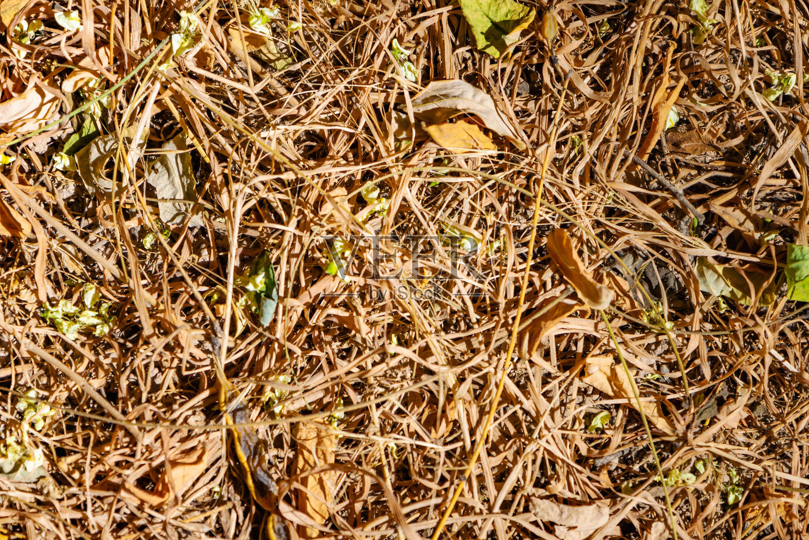 植物叶片的纹理背景，用于覆盖或纹理设计照片摄影图片