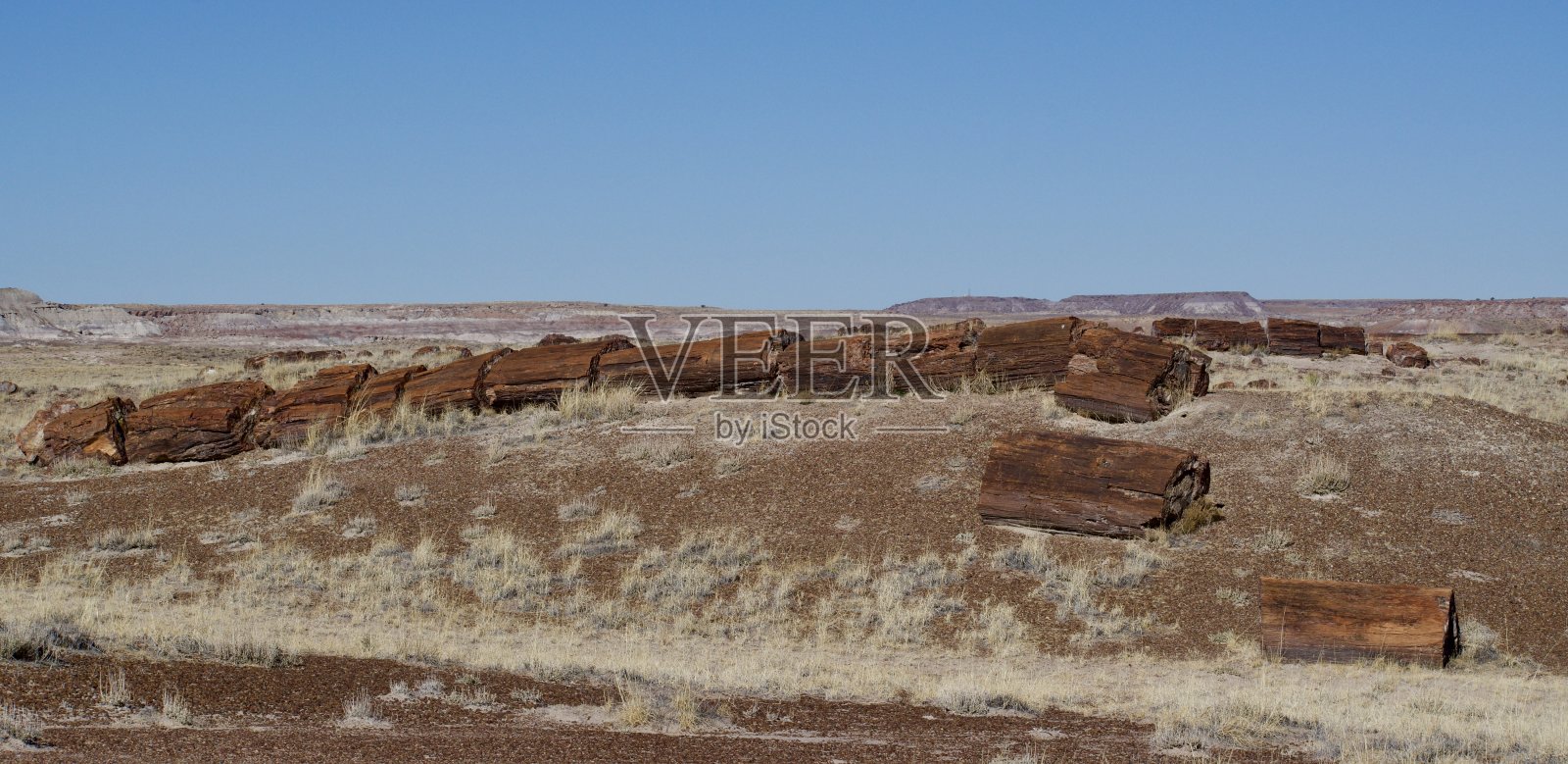 石化的树倒下了，碎成了碎片照片摄影图片