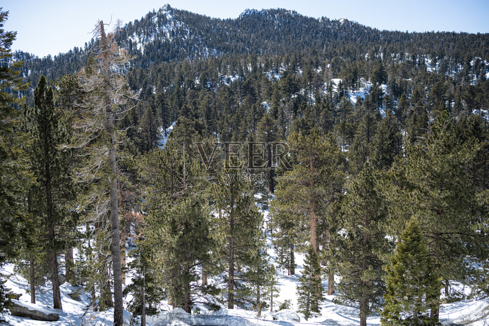 冬天，加州棕榈泉圣哈辛托山上的雪道被雪覆盖照片摄影图片