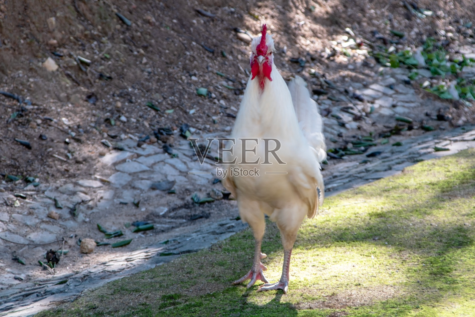 城市公园里的野鸡照片摄影图片