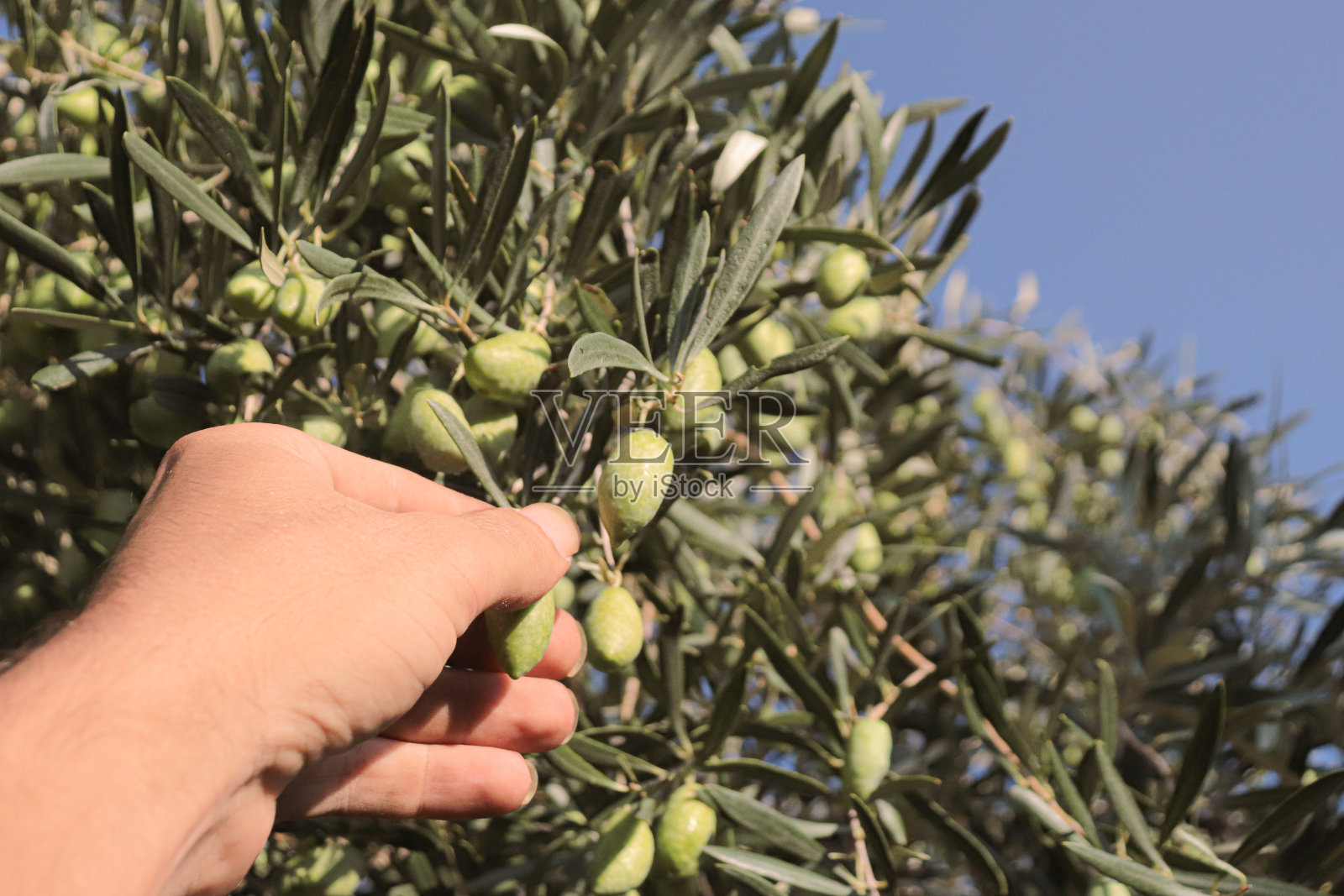 用手从树上采摘橄榄照片摄影图片
