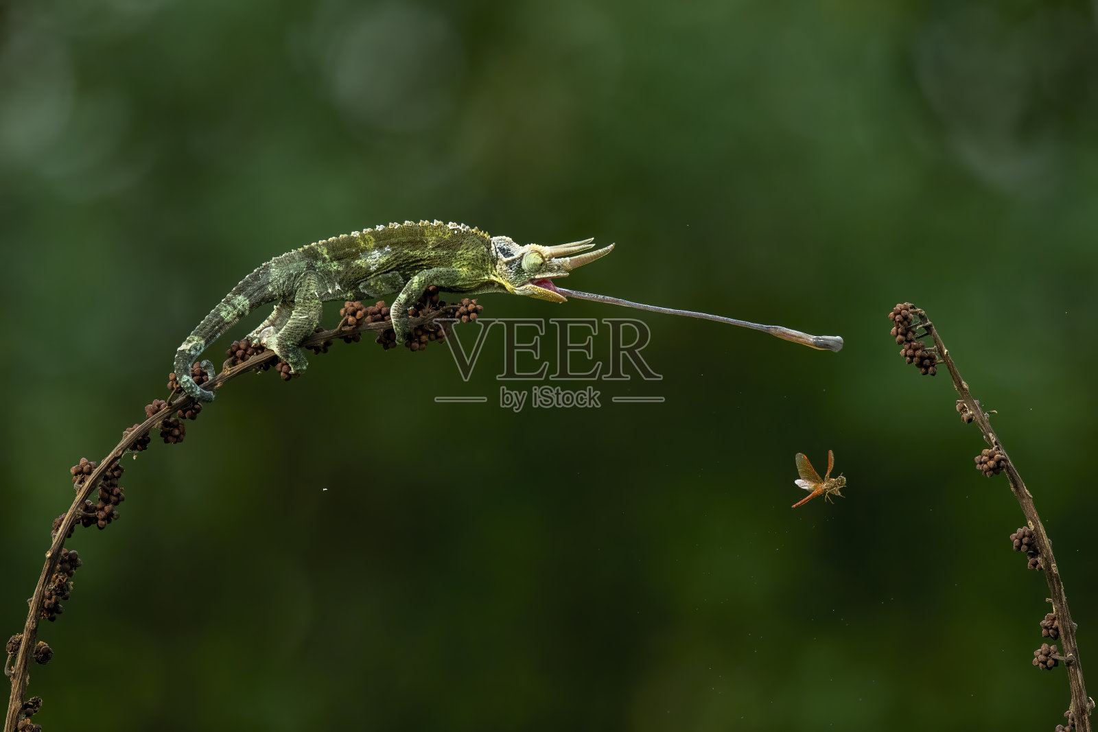 戴面纱的变色龙照片摄影图片