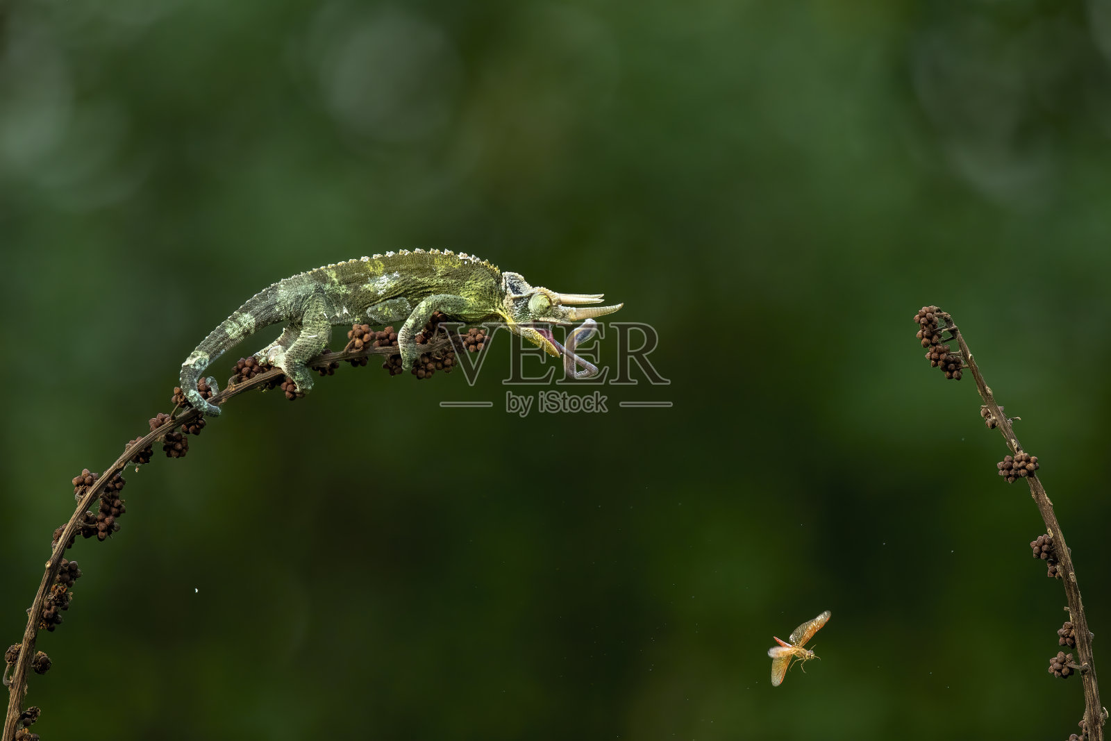 戴面纱的变色龙照片摄影图片