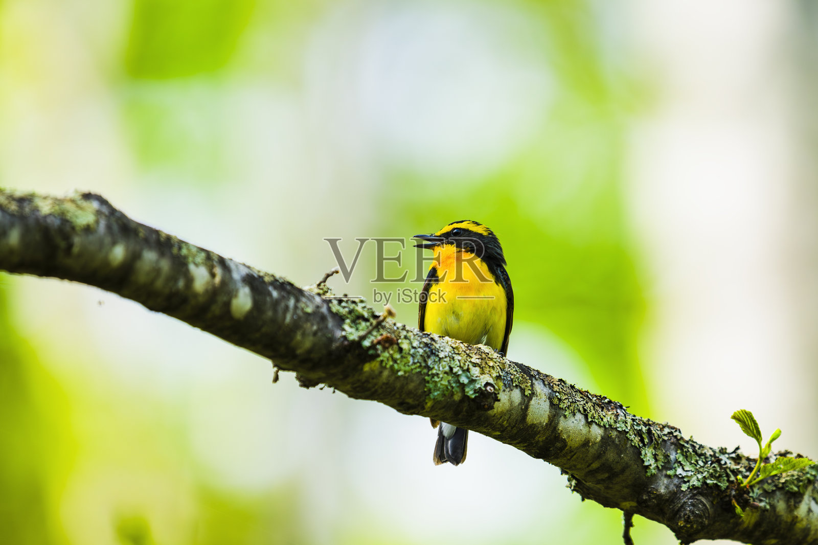 会唱歌的捕蝇水仙照片摄影图片