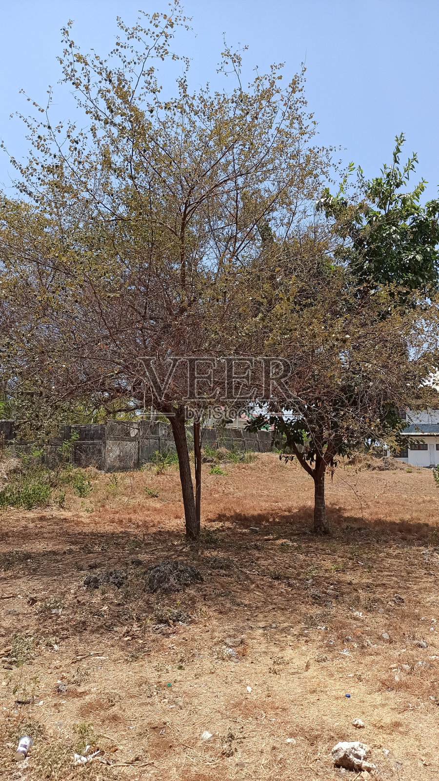 印度尼西亚东努沙登加拉岛干燥的树木照片摄影图片