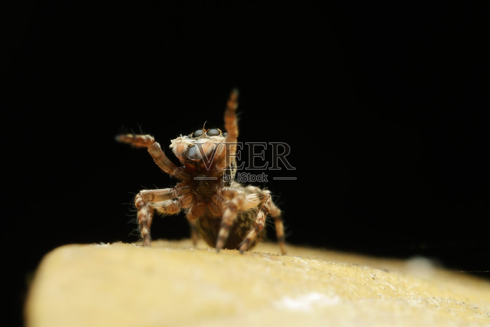 可爱的跳蜘蛛在叶子上照片摄影图片