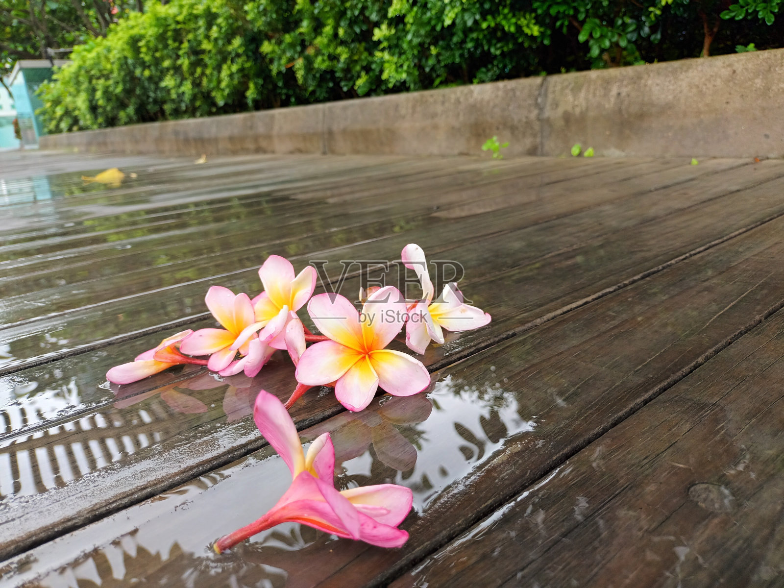 粉色的花朵照片摄影图片