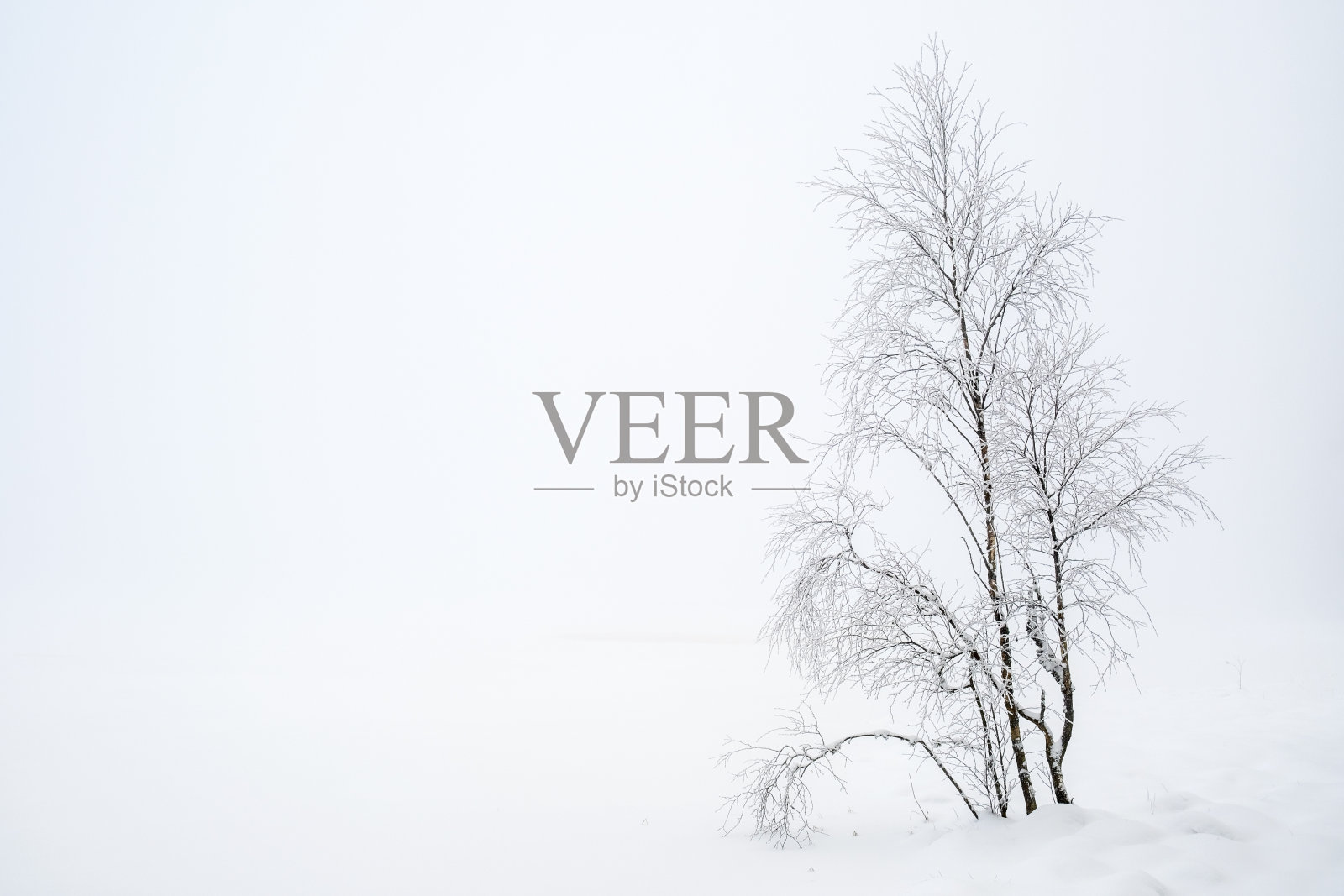 在一个雾蒙蒙的冬日，一棵白桦树结着白霜照片摄影图片