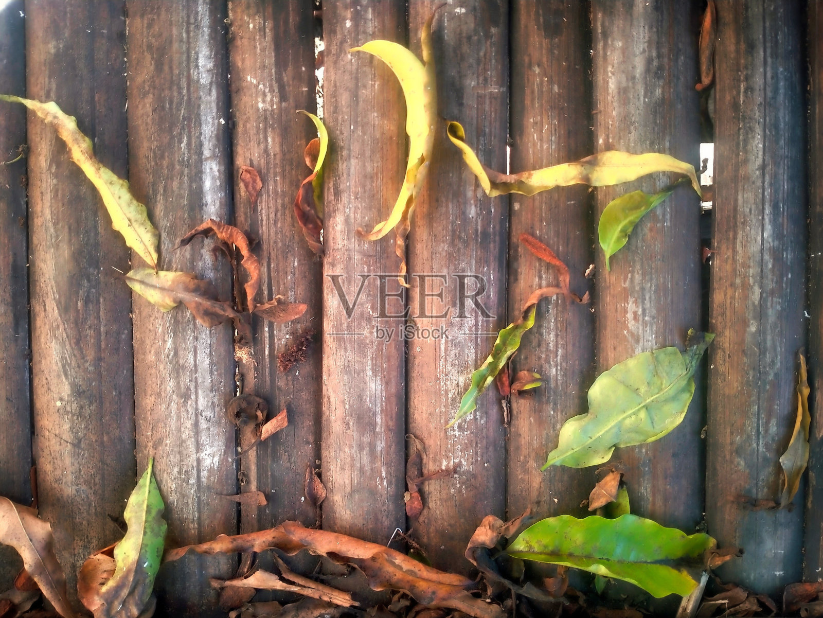 脆弱的竹条上的干叶子照片摄影图片