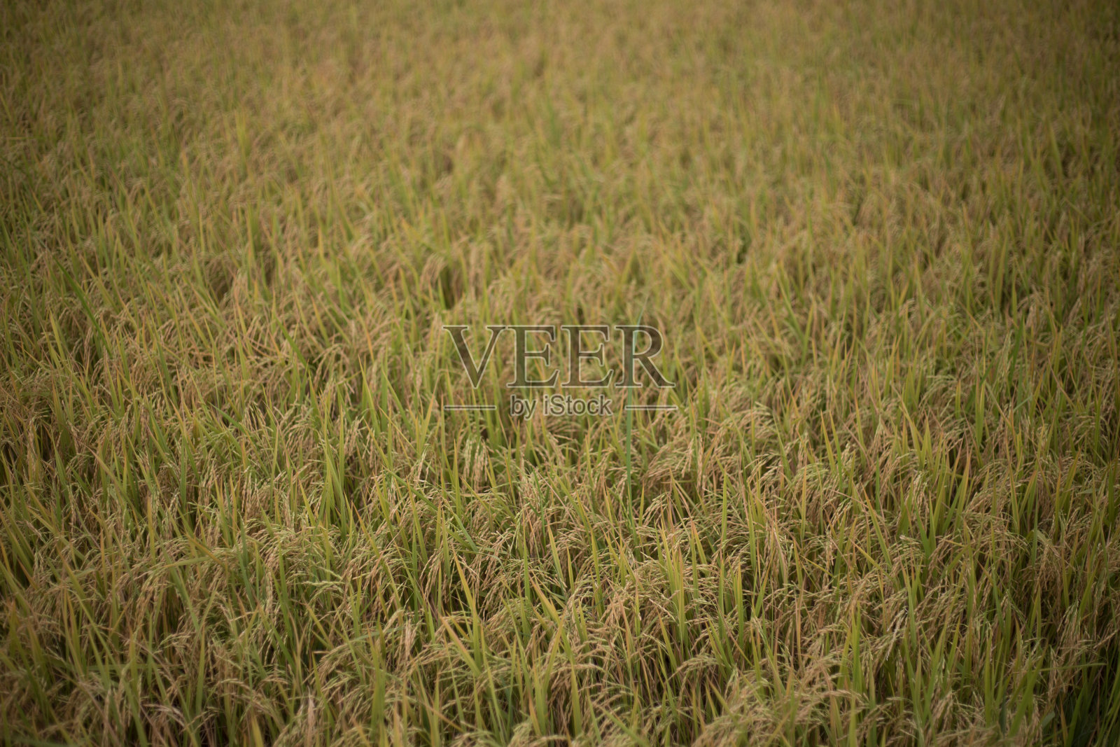 大米照片摄影图片