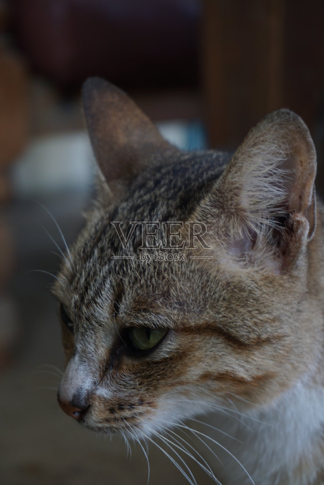 一只有眉毛、头和眼睛的猫。照片摄影图片