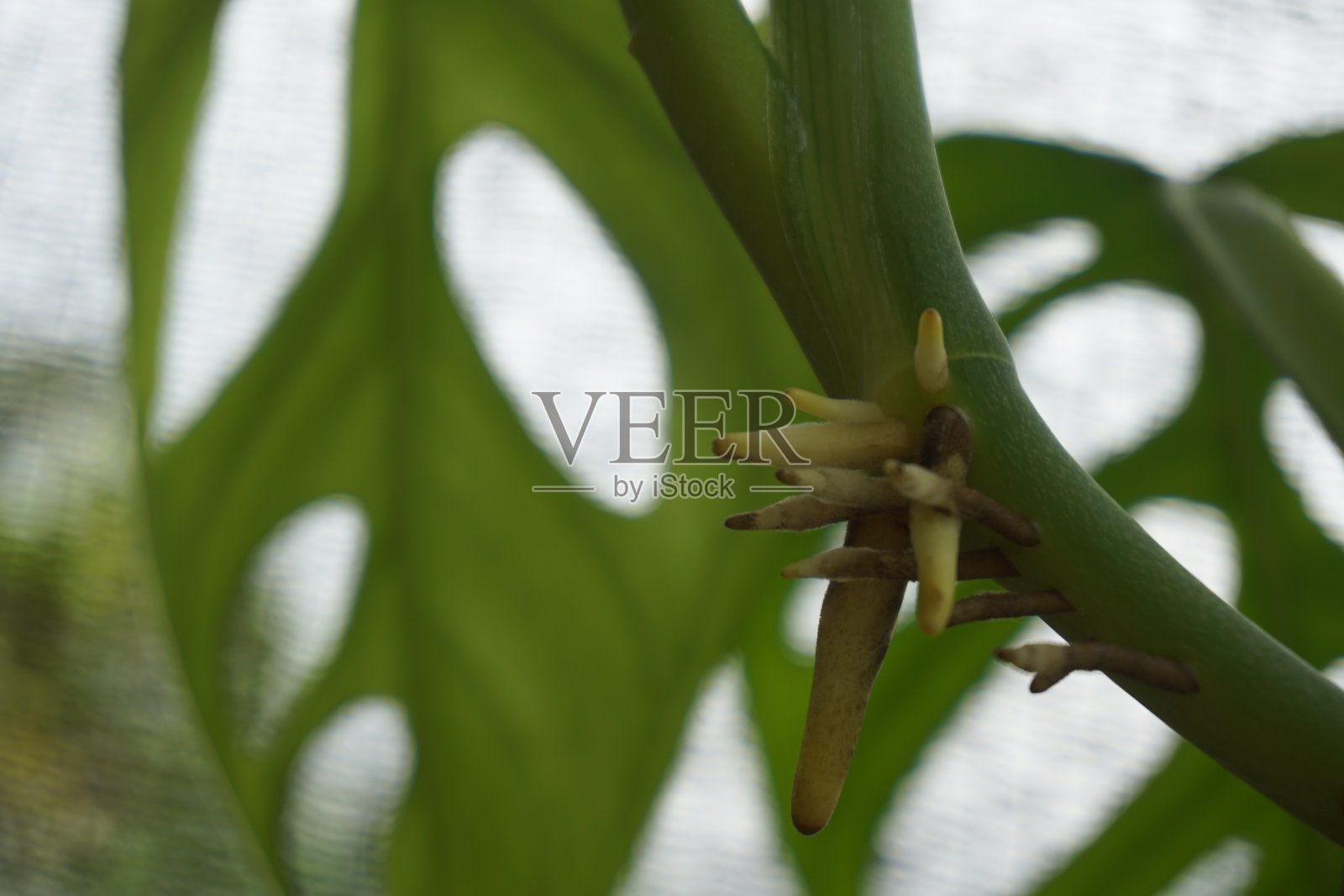 从茎长出来的怪物的气生根。照片摄影图片