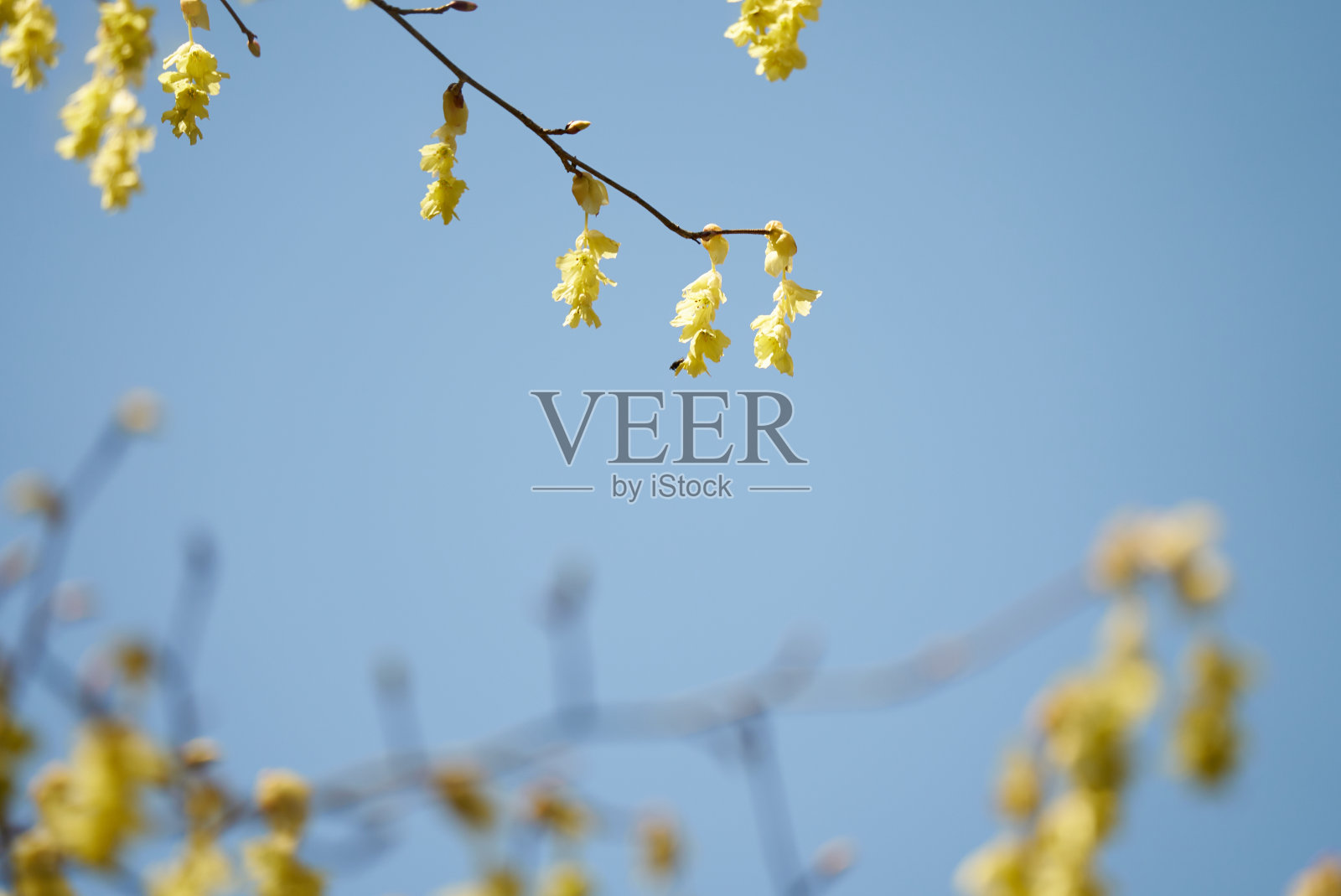 春暖花开照片摄影图片