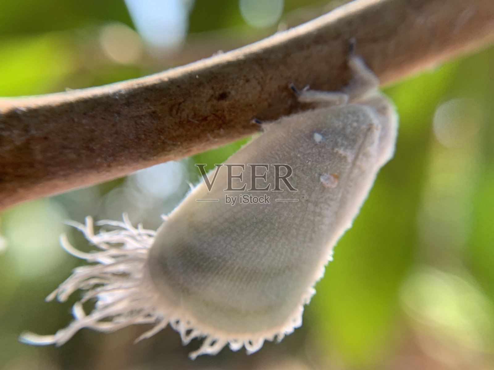 树干上的粉虱或银叶粉虱的微距镜头照片摄影图片