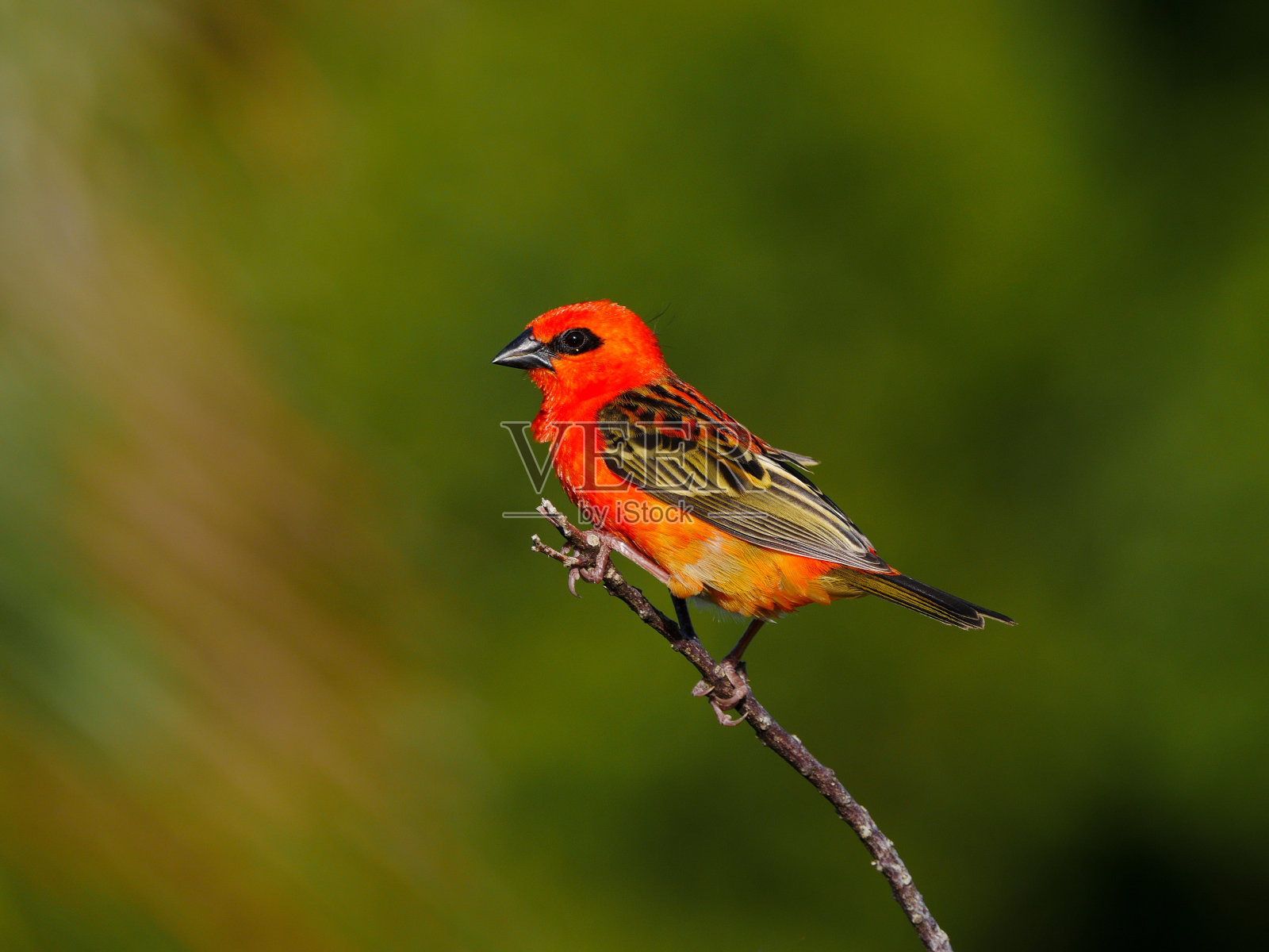 鲜艳的红橙色福迪亚鸟栖息在自然环境中照片摄影图片